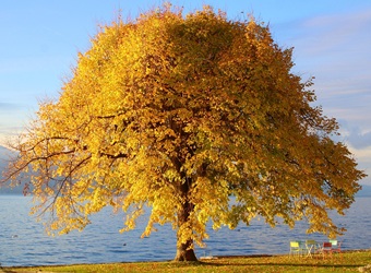 an image of a tree with bright orange leaves